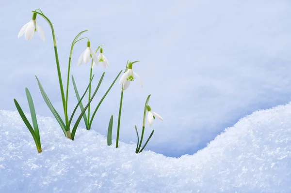 Gruppe von Schneeglöckchen blüht im Schnee Stockbild