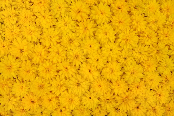 集团的金光菊裂叶花冠 — 图库照片