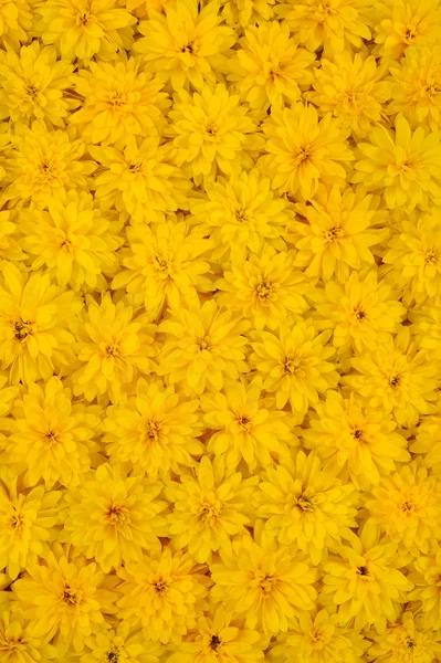 Grupo de cabezas de flores Rudbeckia laciniata — Foto de Stock