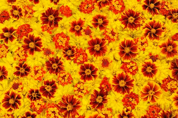 オオハンゴンソウ、ランタナ カマラ、マリーゴールドの花のヘッド — ストック写真