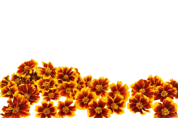 Marigold flower heads over white background — Stock Photo, Image