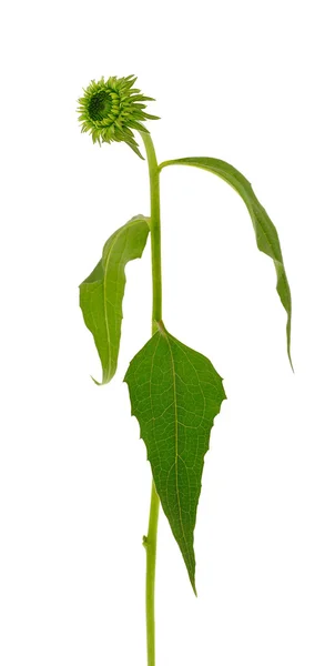 白い背景の上のエキナセア茎・葉のみ花 — ストック写真