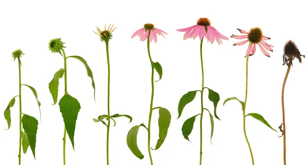 Evolution of Echinacea purpurea flower isolated on white background — Stock Photo, Image