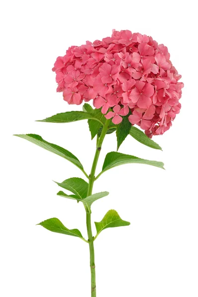 Hortenzie velkolistá květina izolovaných na bílém pozadí — Stock fotografie