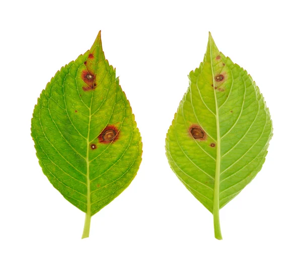 Diseased leaf of Hydrangea serrata Blue Bird — Stock Photo, Image