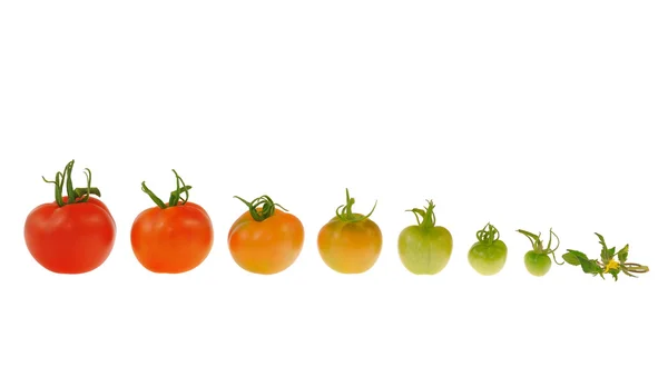 Entwicklung der roten Tomate isoliert auf weißem Hintergrund — Stockfoto