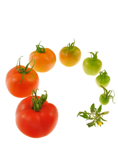 빨간 토마토 흰색 배경에 고립의 진화 — 스톡 사진