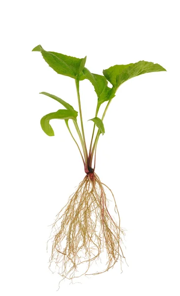 白い背景の上のエキナセア茎・葉のみ苗 — ストック写真
