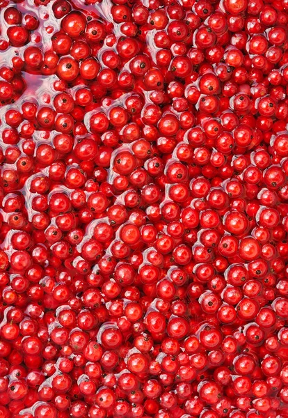 Bayas de grosella roja fresca en agua - fondo — Foto de Stock