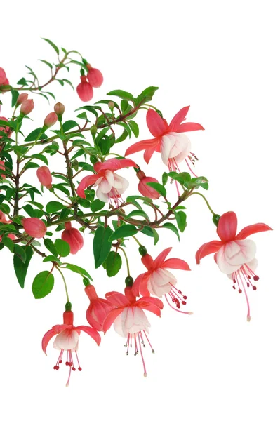 Fuchsia blommor på vit bakgrund — Stockfoto