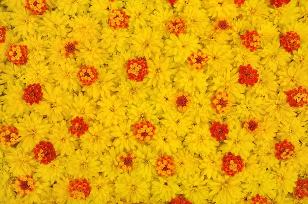 Grupa rudbeckia laciniata i lantana camara kwiat głów — Zdjęcie stockowe