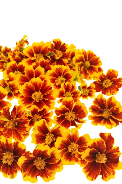 Marigold çiçek başları beyaz zemin üzerine — Stok fotoğraf