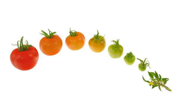 Vývoj červených rajčat izolovaných na bílém pozadí — Stock fotografie