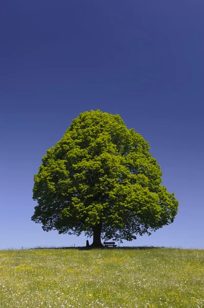 Jedno drzewo — Zdjęcie stockowe