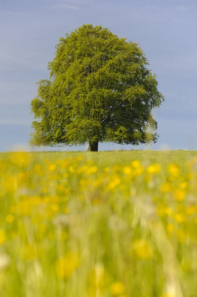 Kayın ağacı — Stok fotoğraf