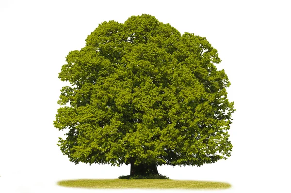 Egyetlen hársfa — Stock Fotó