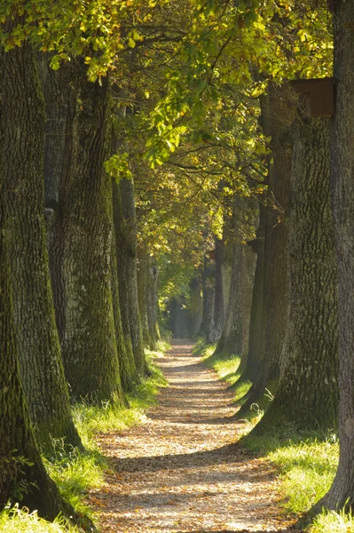 Alley with oak trees — Stock Photo, Image