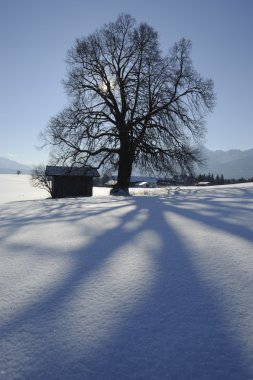 Single tree in winter clipart