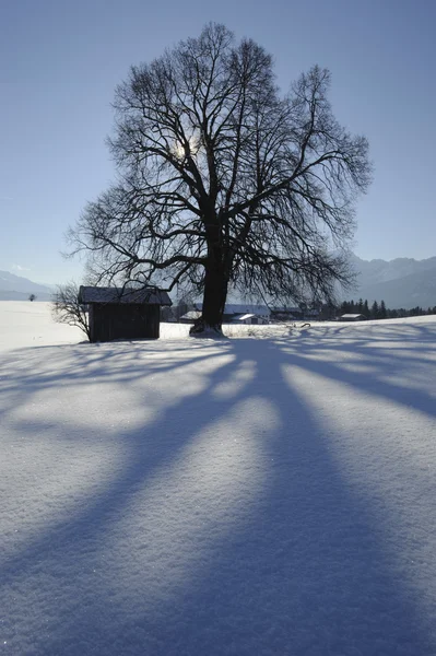 Única árvore no inverno — Fotografia de Stock