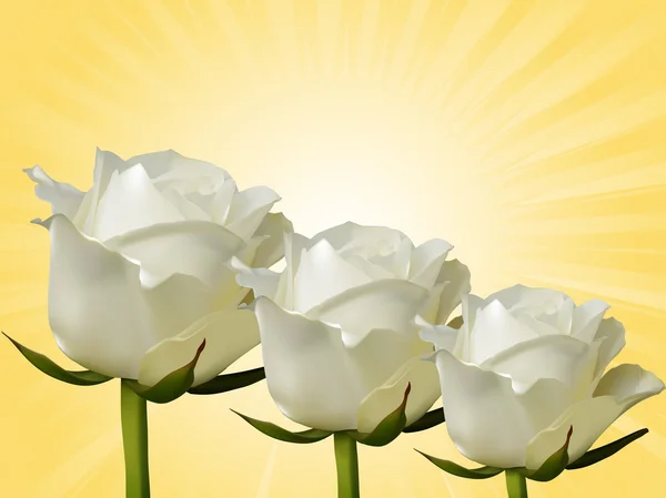 Rosas brancas e fundo amarelo — Vetor de Stock
