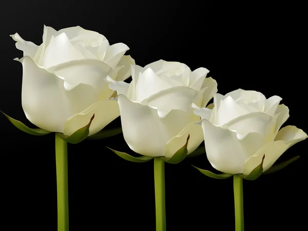 Белые розы — стоковый вектор