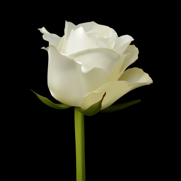 Rosa blanca — Vector de stock