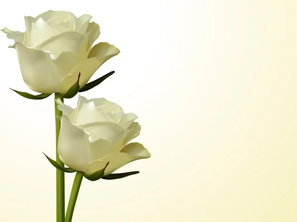 Roses d'ivoire — Image vectorielle