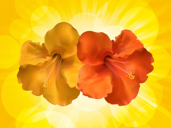 Hibiscus bloemen en gele achtergrond — Stockvector