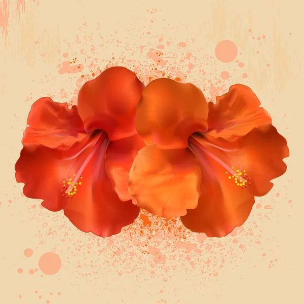 Flores de hibisco y grunge — Archivo Imágenes Vectoriales