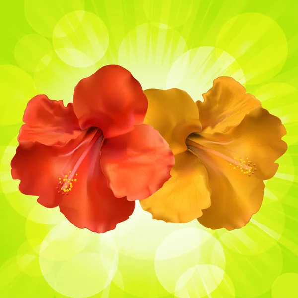 Hibiscus τα λουλούδια και το πράσινο, αστέρι φόντο — Διανυσματικό Αρχείο