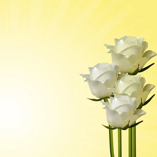 白とアイボリーのバラの背景 — ストックベクタ