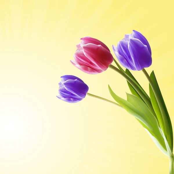 Tulipes détaillées — Image vectorielle