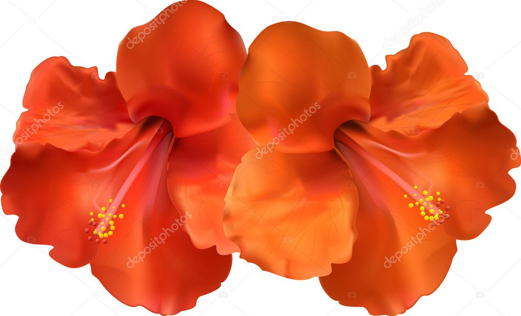 Hibiscus flowers