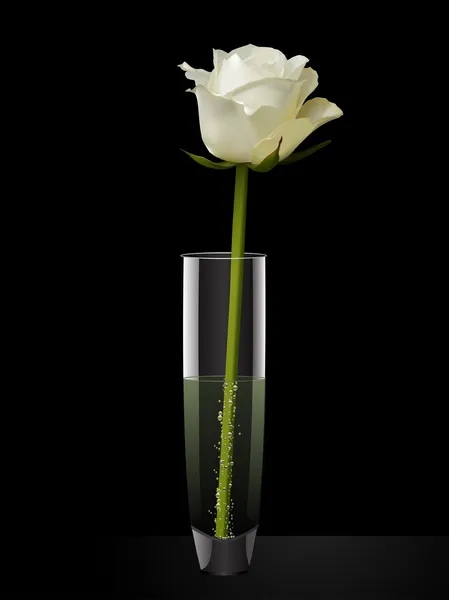 Biała Róża w szklanym wazonie — Wektor stockowy