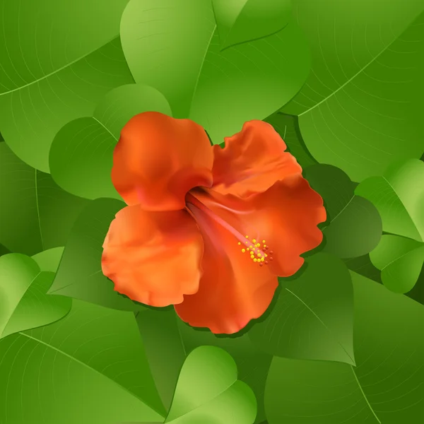 Цветок и листья гибискуса — стоковый вектор