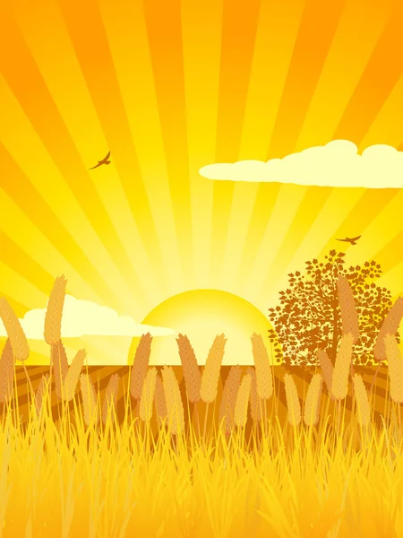 Corn and cultivated sunset background — Stock Vector