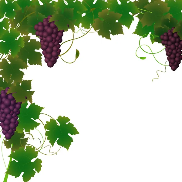 Vinha de uva — Vetor de Stock
