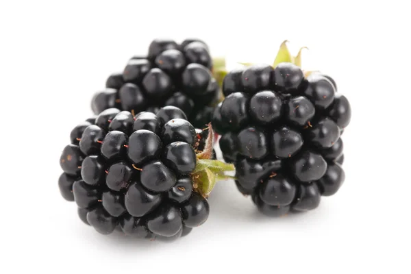Blackberries на белом фоне — стоковое фото