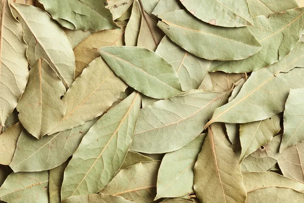 Dry bay leaves background — Stock Photo, Image