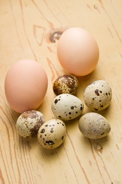 Huevos de pollo y codorniz sobre fondo blanco —  Fotos de Stock