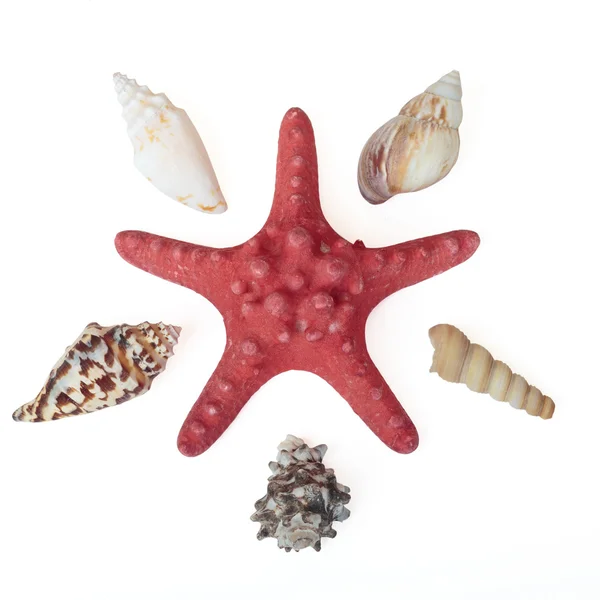 海の貝のセット — ストック写真