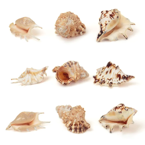 海边的贝壳的集。在白色隔离 — 图库照片