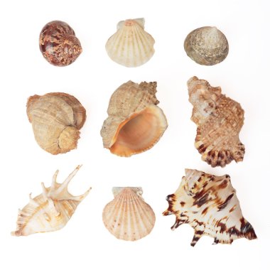 Set of sea shells. Isolated on white clipart