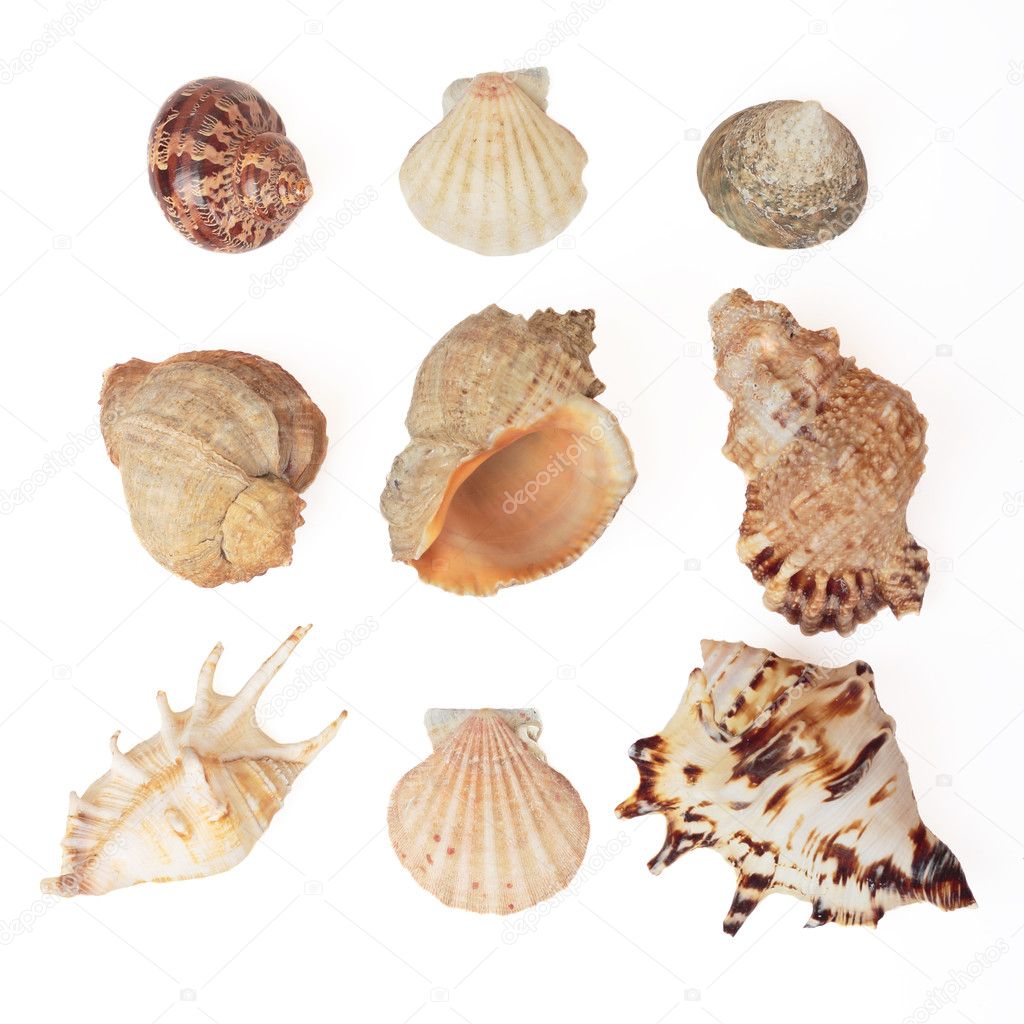 Set of sea shells. Isolated on white