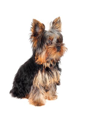 Sweet puppy Yorkshire Terrier clipart