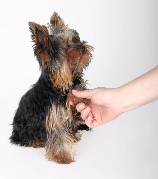 Yorkshire Terriers — Stock Photo, Image