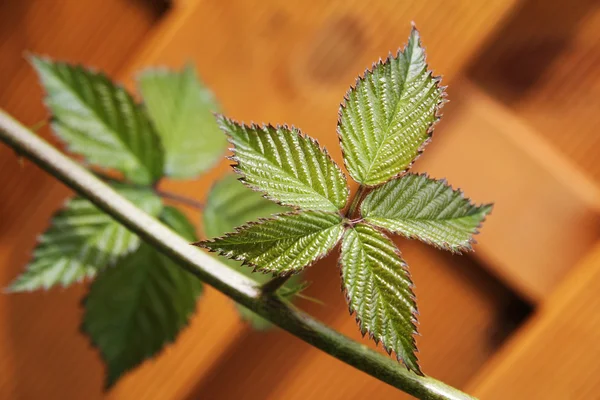 stock image Green leaves of blackberry