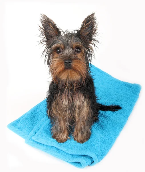 Cão molhado após o banho — Fotografia de Stock