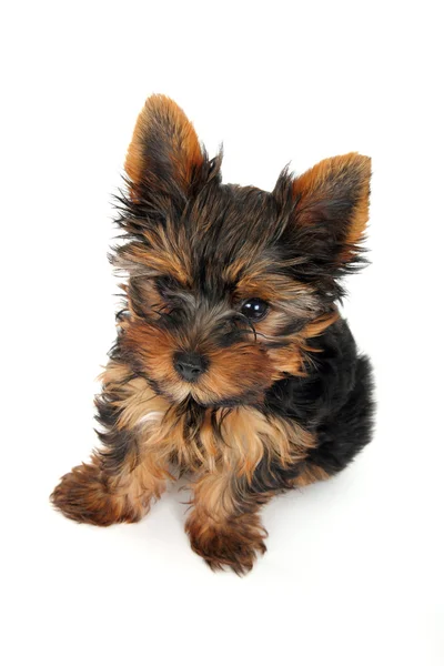 Filhote de cachorro yorkshire terrier — Fotografia de Stock