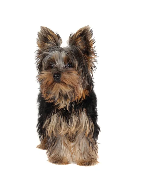 Sweet Yorkshire Terrier — Stock Photo, Image